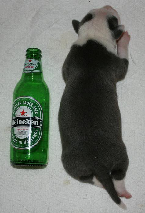 1 week old pitbull puppy