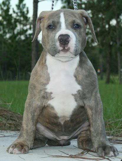 Young pitbull pup image