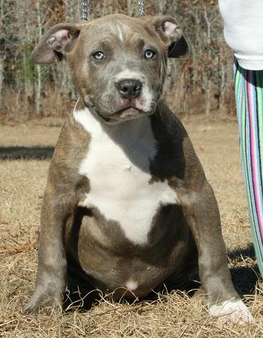 Extra large pitbull pup image