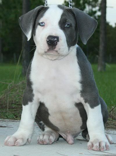 Extra large pitbull puppies image