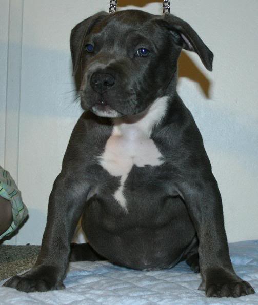 XL Pitbull pup image