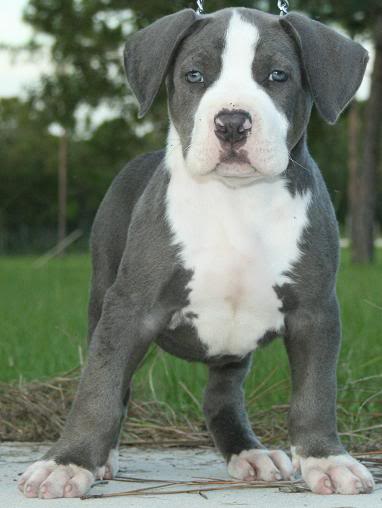 XL pitbull puppy image