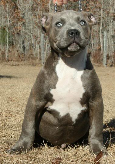 Pitbull young puppy image