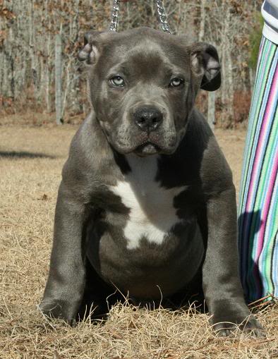 Pitbull puppies image