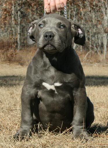 Pitbull puppy 7 image