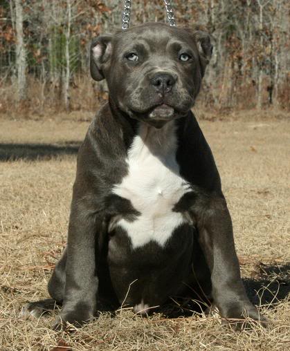 XL pitbull pup 8 image