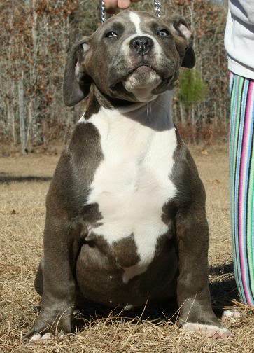 Ptbull xl pup image