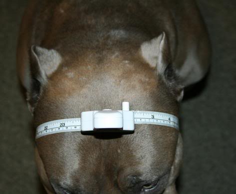 105 pounds XL Pitbull Gypsy, 24 inch head image