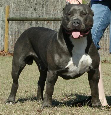 Pitbull-Jethro-x-Halo-image