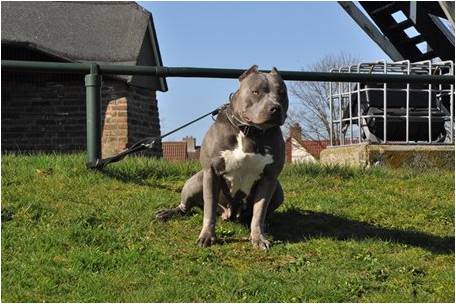 Pitbull-Queen-image