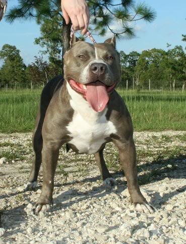 Pitbull Raven image