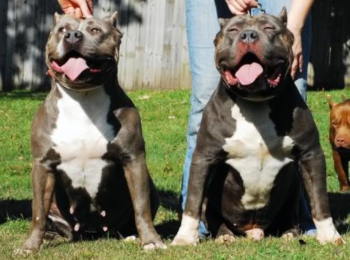 Raven Saint extra large Pitbulls image