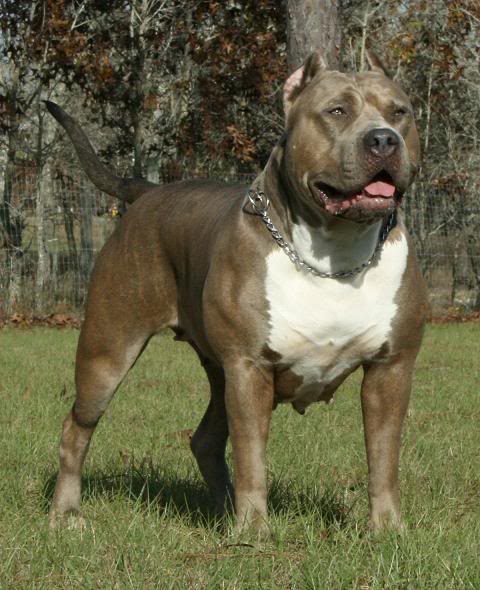 Iron King's XL Pitbull Super Freak Gypsy image