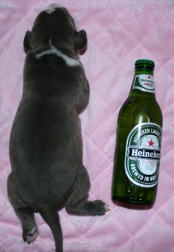 XL pitbull puppy 4 image