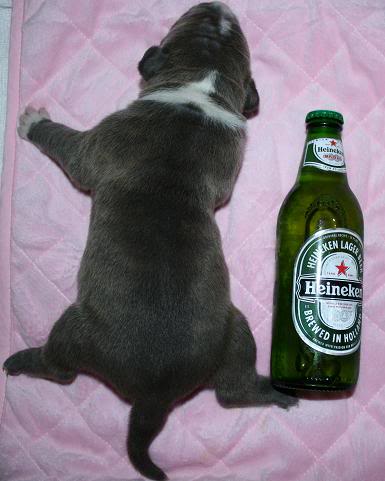 Pitbull pup image