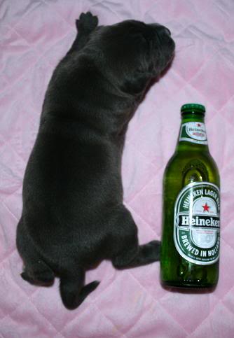 XL Pitbull pup image