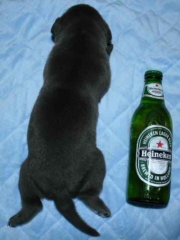 XL pitbull puppy image