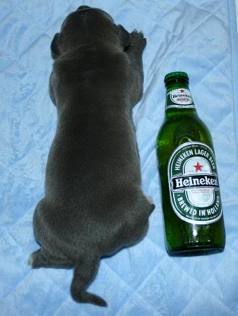 XL pitbull puppy 8 image