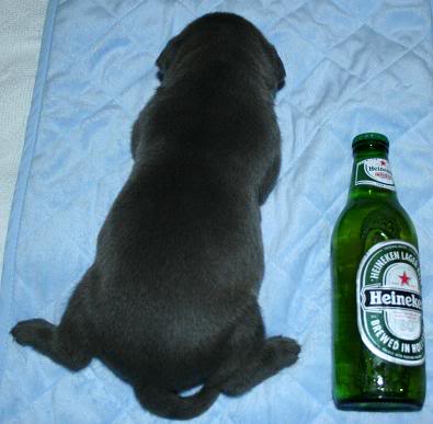 Pibull puppy 9 image